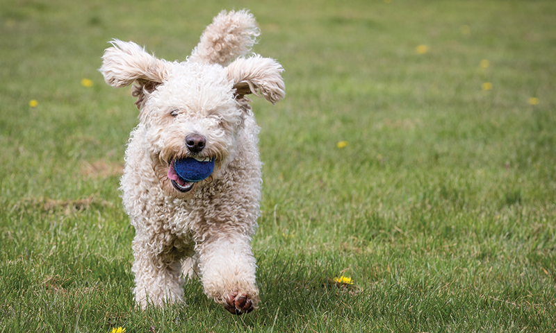 Hund som løper på gress