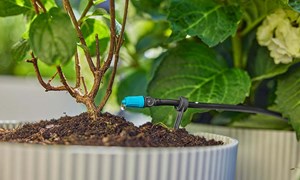 Slik overlever hagen ferien