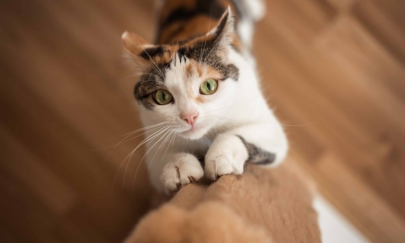 5 gode råd for å unngå at katten klorer på møblene