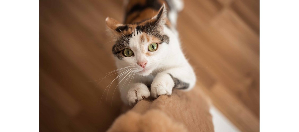 5 gode råd for å unngå at katten klorer på møblene