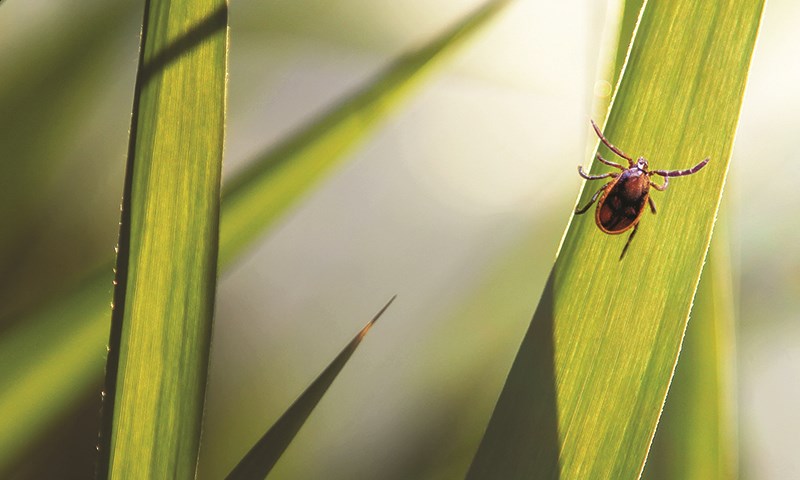 Flått på gresstrå