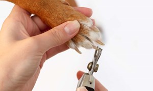 Alt du trenger å vite om kloklipp på hund