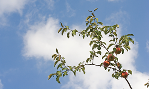 Beskjæring av frukttrær og bærbusker