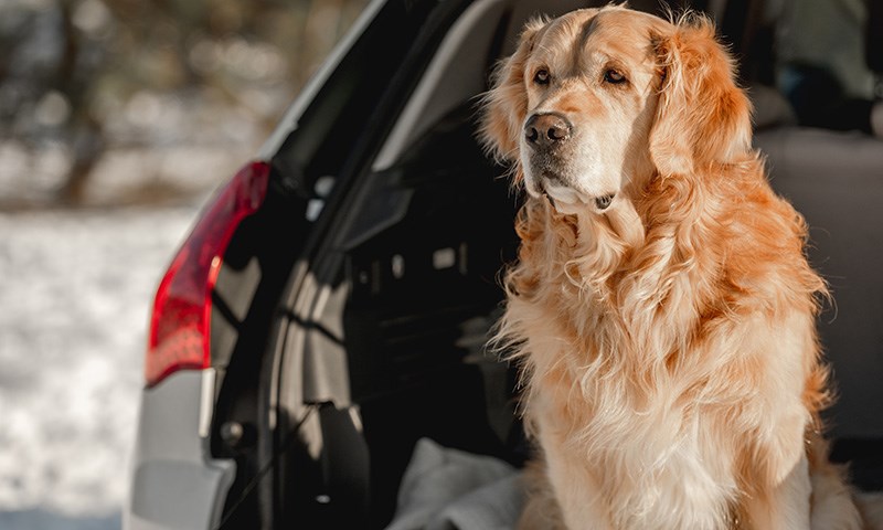 Bur til hund på reise