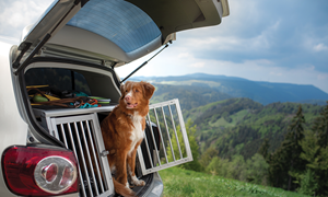 Bur til hund på reise