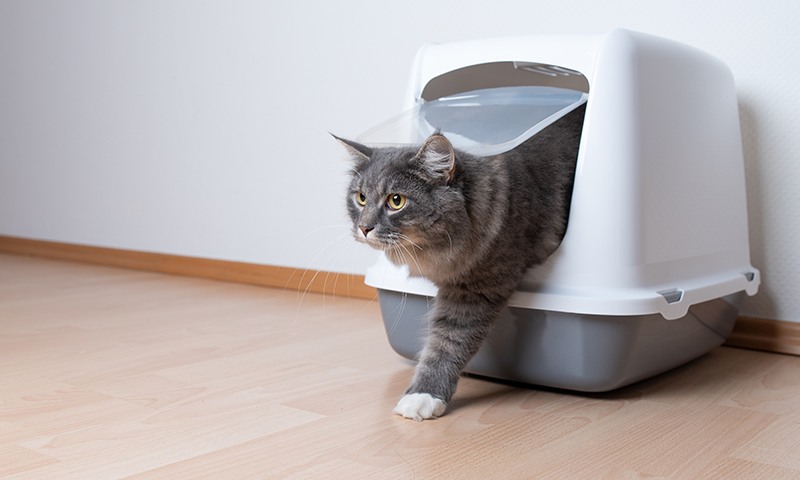 Bilde av katt foran kattedo