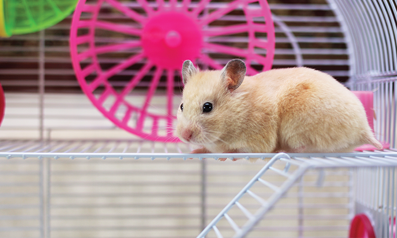 Hamster i bur