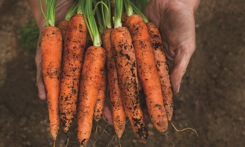 Dyrk selv - kom i gang med kjøkkenhage