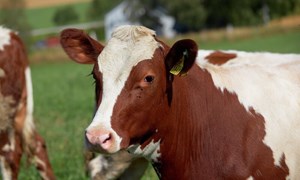 Effektive metoder for å beskytte gårdsdyr mot fluer og insekter