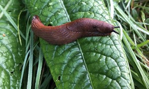 Hvordan bekjempe brunsnegler