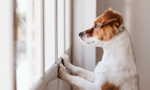 Hvordan trene hunden til å være alene hjemme?