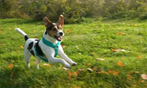 Hvordan velge riktig hundesele?