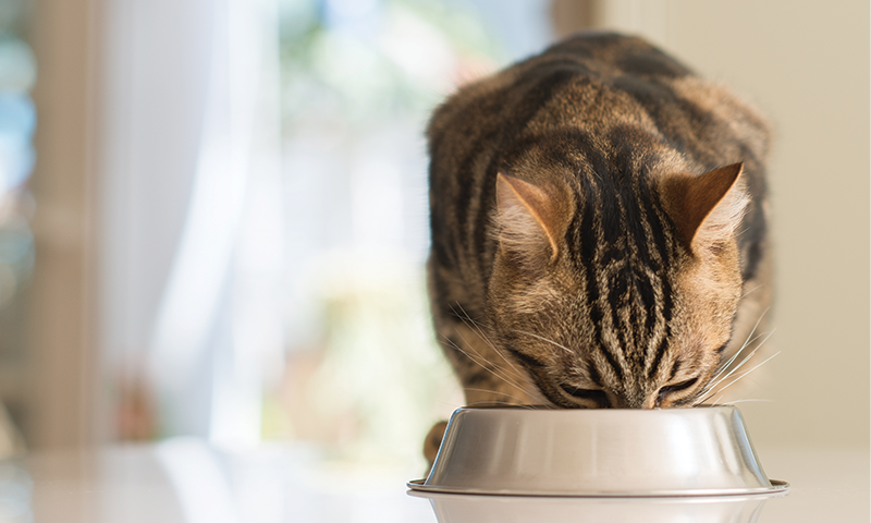 Katten har lang levetid - slik sørger du for et godt katteliv