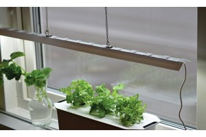Hvorfor er det viktig med plantelys?