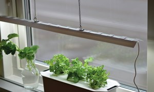 Hvorfor er det viktig med plantelys?