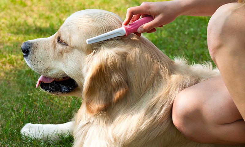 Nyttige tips for en sunn og glansfull hundepels