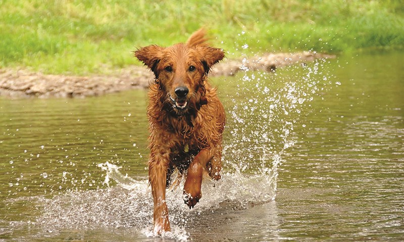 Hund som løpet i vann