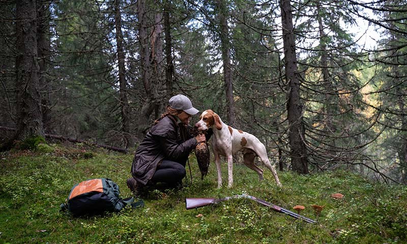 To engelsk settere på fjellet
