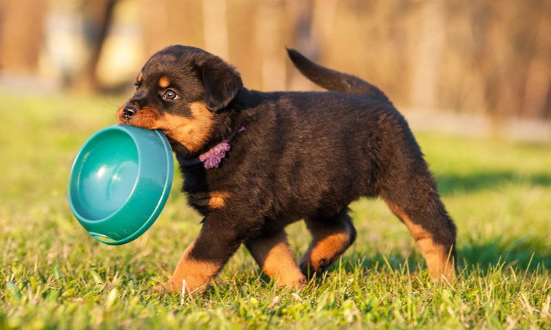 Valp med matskål i munn