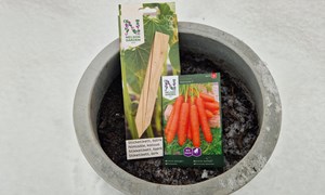 Slik sår du ute om vinteren