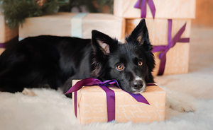 Julegavetips til hund