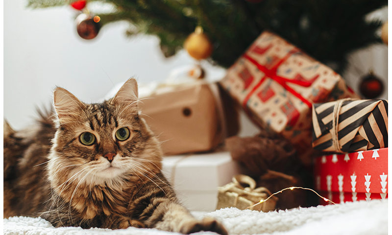 Julegavetips til katt