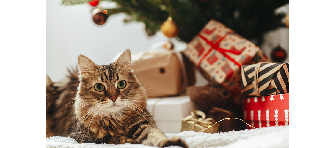 Julegavetips til katt