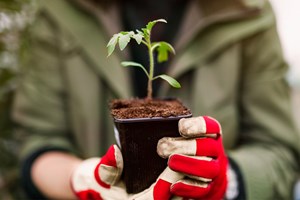 3 enkle steg for å potte om tomater