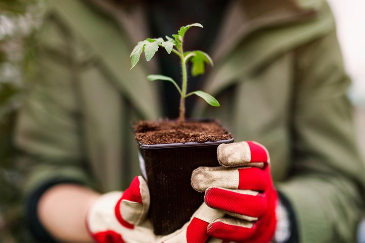Avbildet: Plante i hånd