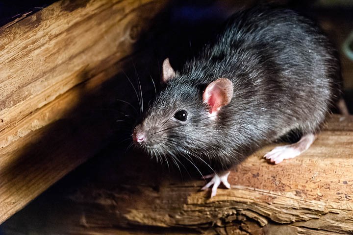 Nytt middel mot rotter og mus