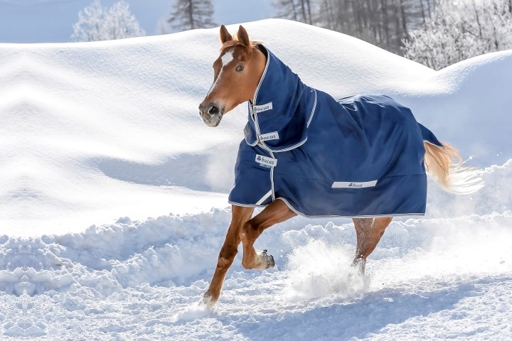Hest som løper i snø med vinterdekken
