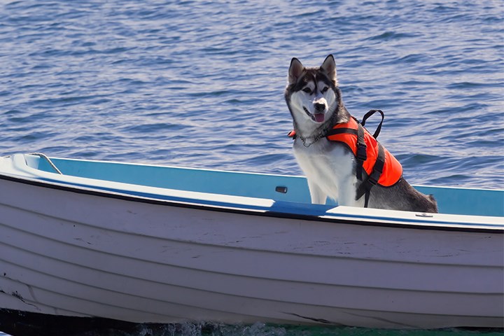 Hund i båt med redningsvest