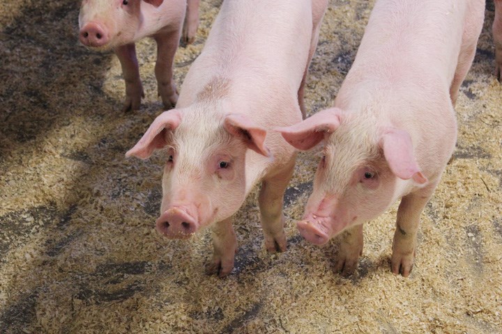 Glade griser med Format Vekstmodell