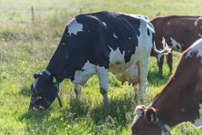 Hvordan opprettholde høg fettprosent på beite?