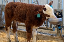 Med kalvens velferd i fokus