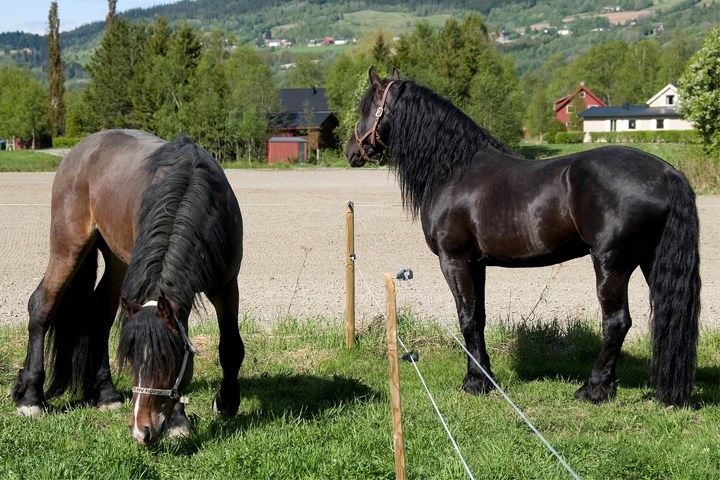 Hest på beite med strømgjerde