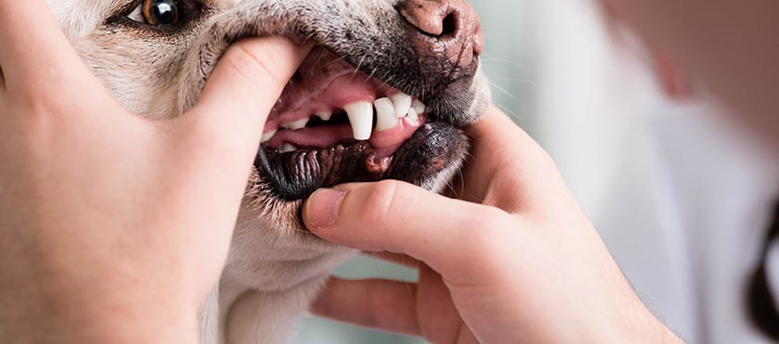 Slik steller du hundens tenner