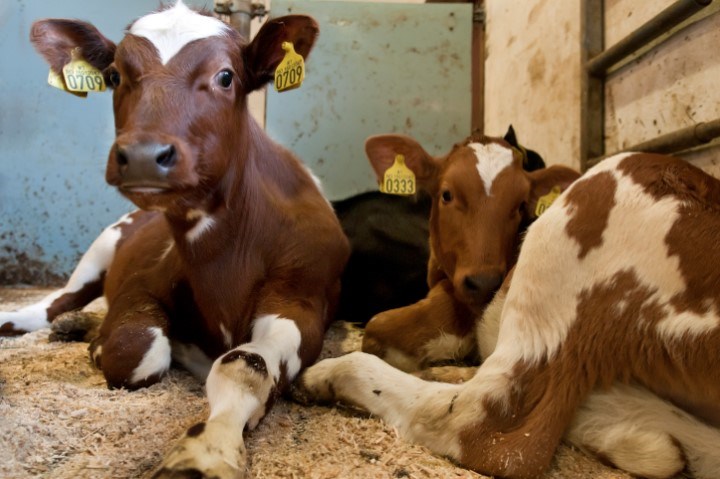 Kalven trenger kalvekraftfôr