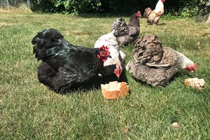 Alle artikler om hobbyhøns