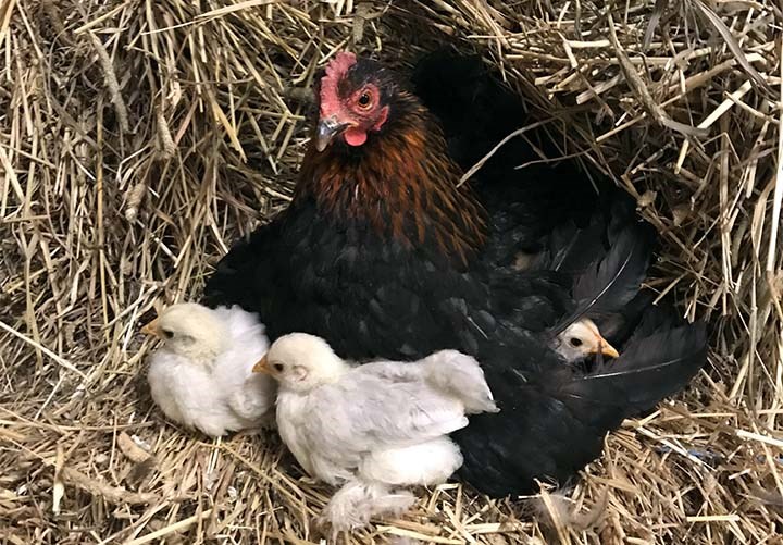 Sort høne med kyllinger