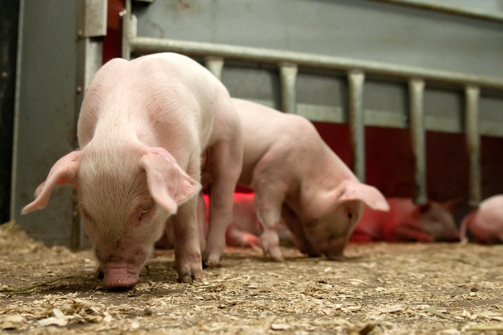 Vask og desinfeksjon av grisehus og utstyr