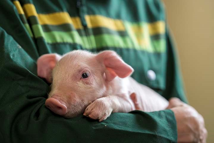 Purker som får Format Fødsel er ikke som andre purker 