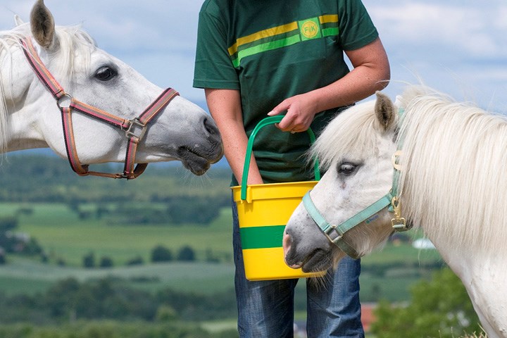 Fôrer du hesten med oppbløtt fôr?