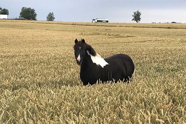 720x480 Hest-overvekt.jpg