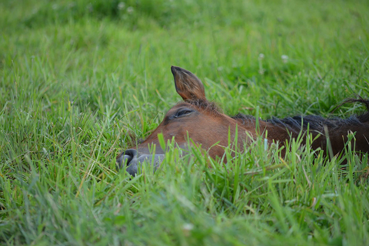 hest som hviler i gresset