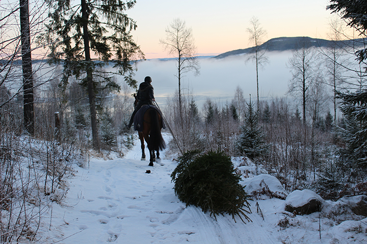 hest med rytter som trekker et juletre i vinterlandskap