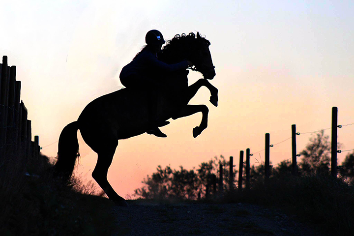 hest med rytter i solnedgang