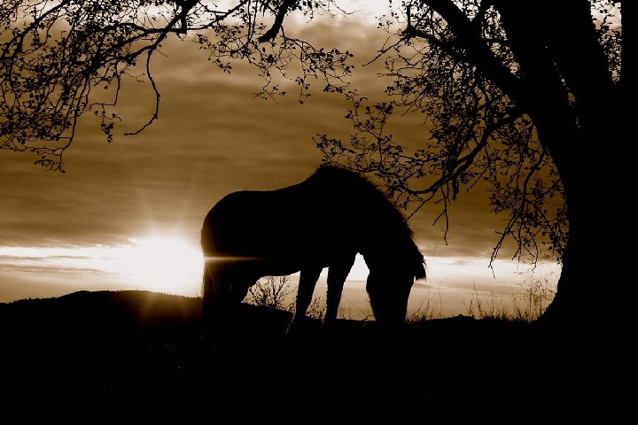 Siluetten av en hest i solnedgang