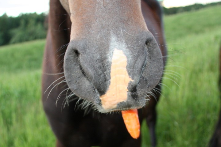 Hest som spiser gulrot. Foto.