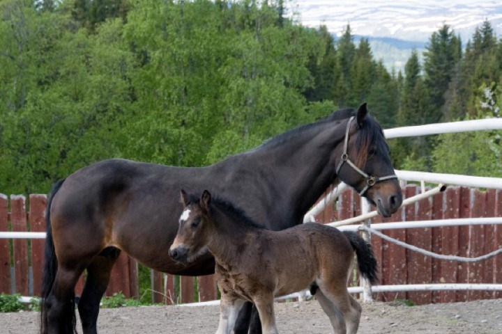 Hest og føll i innhegning